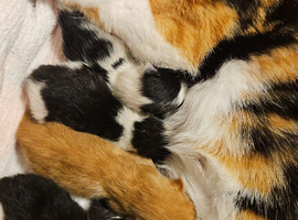 4 beautiful kittens(All RESERVED)