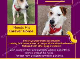 Patch needs a home