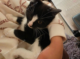 Kitten