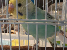 Baby A 1 x HEN tones or Turquoise blue tones and greenish / yellow (SHE BITES) 7 weeks old