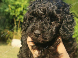 Stunning litter of Toy Poodles