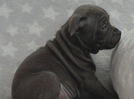 Kc registered blue Staffordshire bull terrier puppies