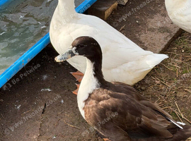 2 female ducks