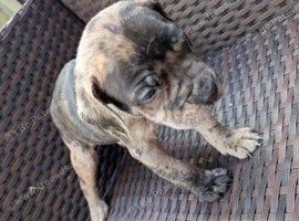 Alapaha blue blood bulldog cross staffy