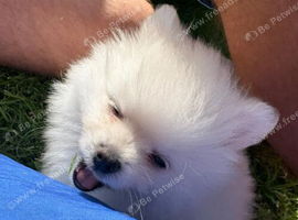 White female baby Pomeranians