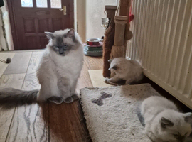 Ragdoll Kittens