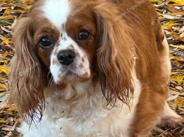 Cavalier spaniel