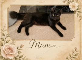 4 adorable kittens looking for a forever home