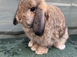 Female mini lop