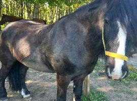 Bombproof Cob