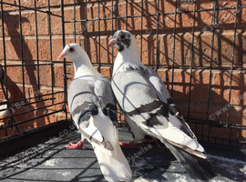 Breeding Pair Of Racers