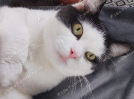 9 month neutered male kitten,very friendly