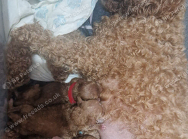 5 beautiful F1b puppies