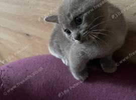 Burmese blue kittens GCCF