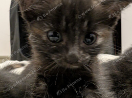 Kittens available from 25/09