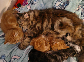 Persian Maincoon x