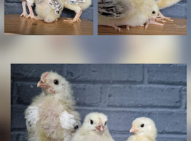 Light sussex x chicks