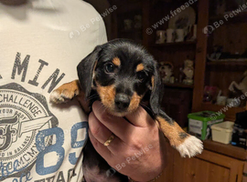 Miniature Dachshund x Jack Russell x Yorkshire terrier