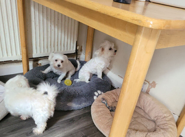 Korean maltese for sell