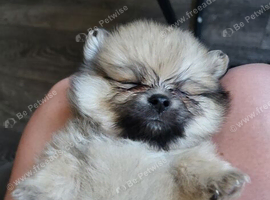 Pomeranian boy and girls
