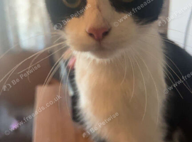 Black and white cat