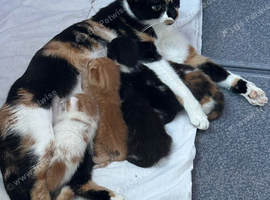 Kittens