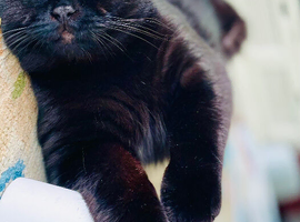 British Shorthair Stud Service