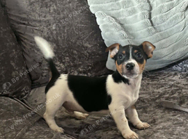 2 jack Russell puppies