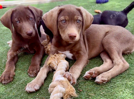Stunning Husky Shepherd x Weimaraner Pups Ready to Go
