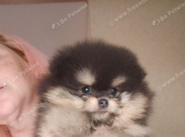Superb tiny teddy type boys available