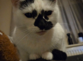 Cat for sale.