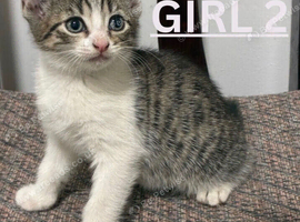 Kittens ready to go