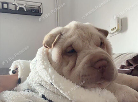 Shar pei puppy
