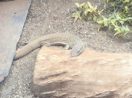Yellow ackie monitor