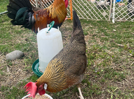 Brown leghorn hatching eggs available