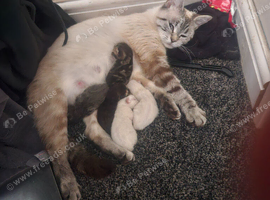 8x Persian/maine/coon kittens for sale 3 white 2 grey 1 grey/white ,1  tabby.