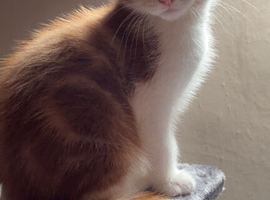 Cute kitten looking for its forever home