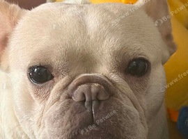 Female French bulldog for sale