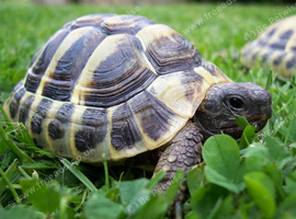 2 Year Old Hermanns Tortoises (T.H. Boettgeri)