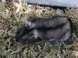 Hamster