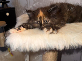 8 Week Old Mixed Female Kitten for free