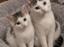 2 cats for sale