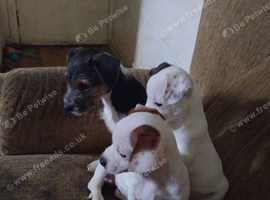 Jack russell puppy's for sale