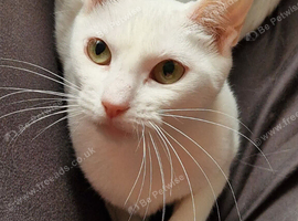 white cat for home