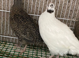 Japanese quails