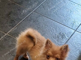 Beautiful little girl pom