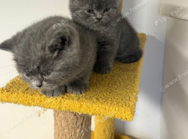 British shorthair