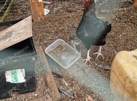 Aseal chicken with chick