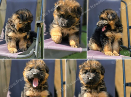 German shepherd beautiful puppy