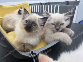 Beautiful Ragdoll Babies